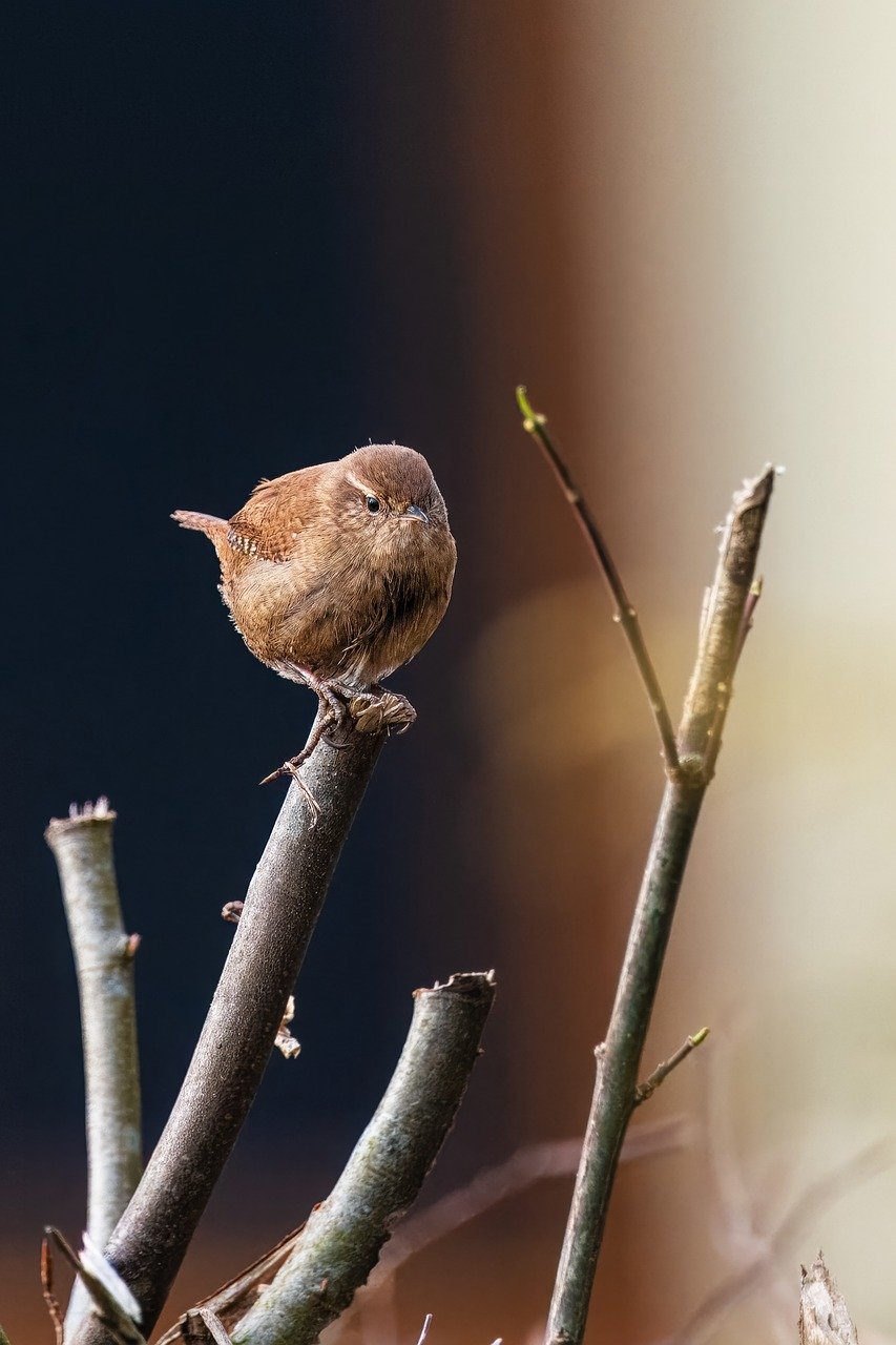 wren, bird, animal-8496039.jpg